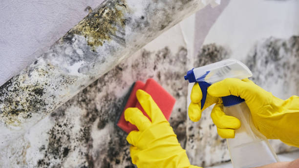 Why You Should Choose Our Mold Remediation Services in Vancleave, MS